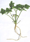 Parsley