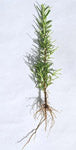 Rosemary